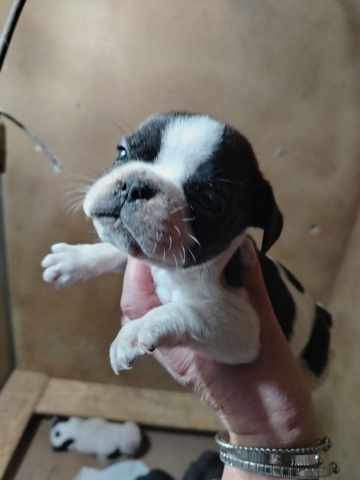 Lindíssimo buldogue francês