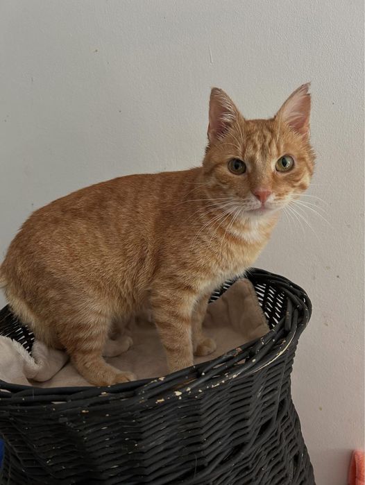 Rudy miły kotek szuka domu