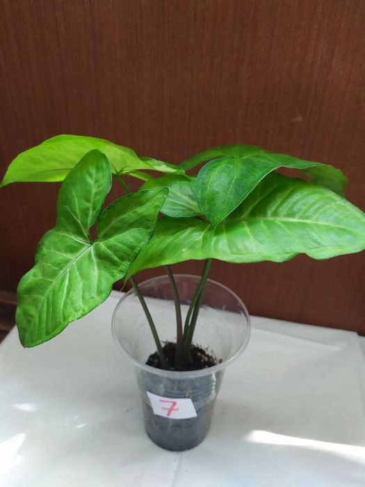 Сингониум white butterfly