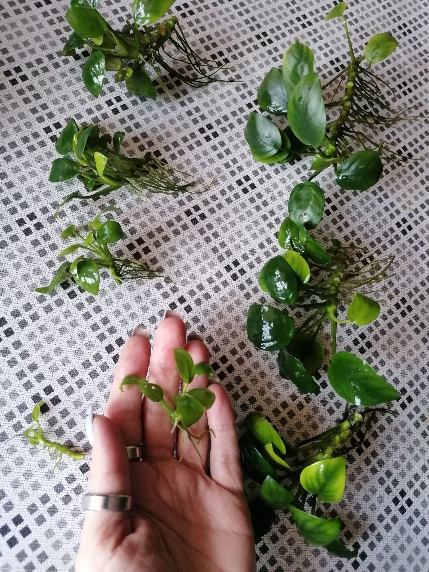 Анубіас нана (Anubias nana)