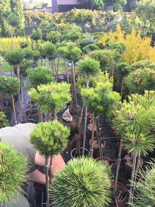 Bonsai  szczepione na pniu iglaste i liściaste  sosna katalpa klon ..