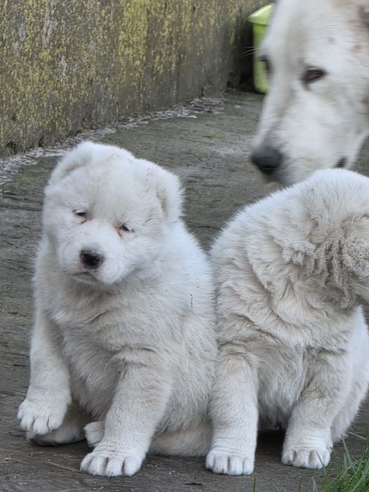 Алабай щенята 1.5 місяці