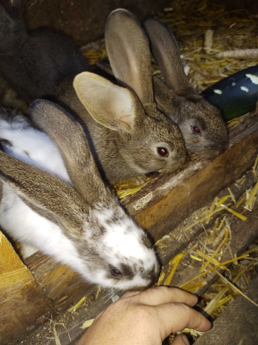 Młode króliki 2 miesieczne mieszance