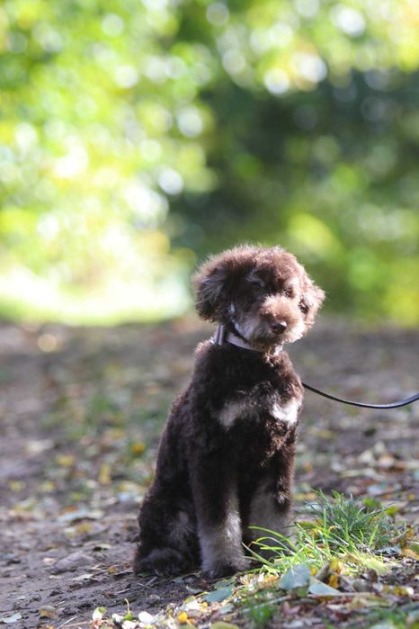 PUDEL ŚREDNI brązowy Tan Choco Tan piesek samiec Alex wideo video