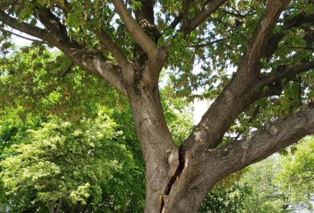 Вирізка аварійних дерев!