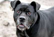 TYSON w typie cane corso do adopcji