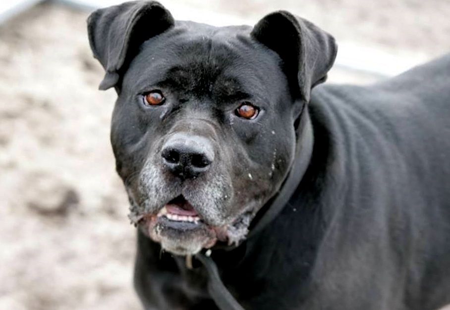 TYSON w typie cane corso do adopcji