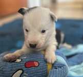 Łajka jakucka OZZY nie border collie nie samoyed ZKwP FCI
