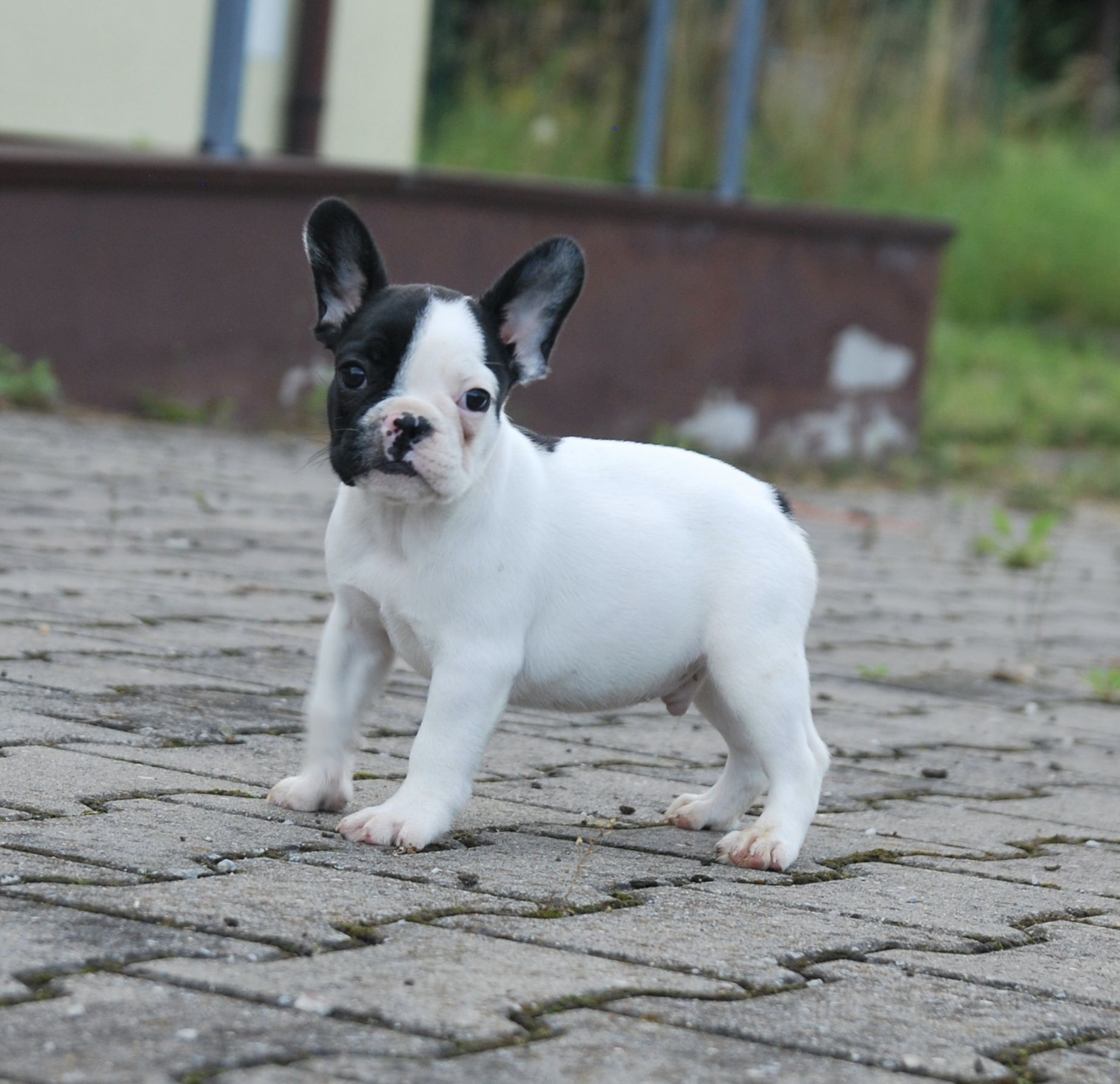Buldog francuski FCI ZKwP