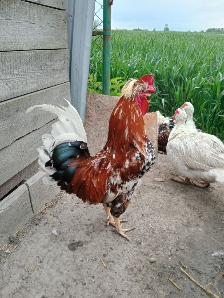 Kogut czubatka w typie staropolskim