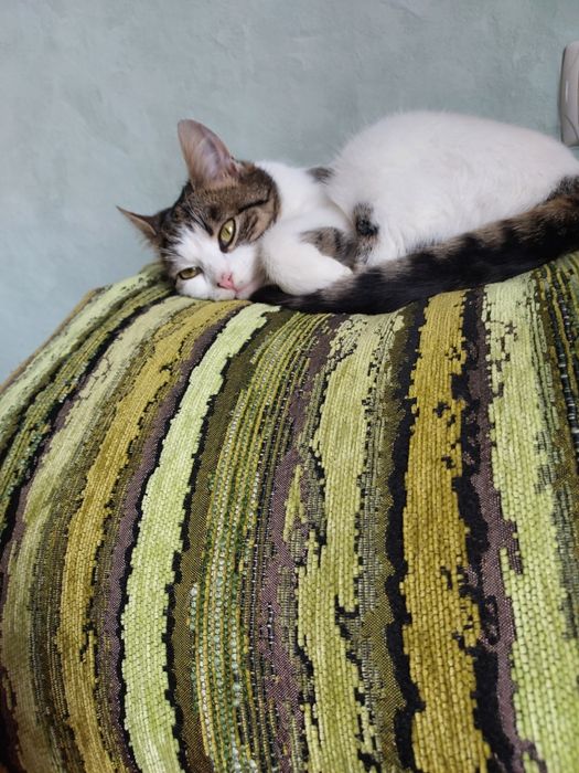 Віддам кішку в добрі руки