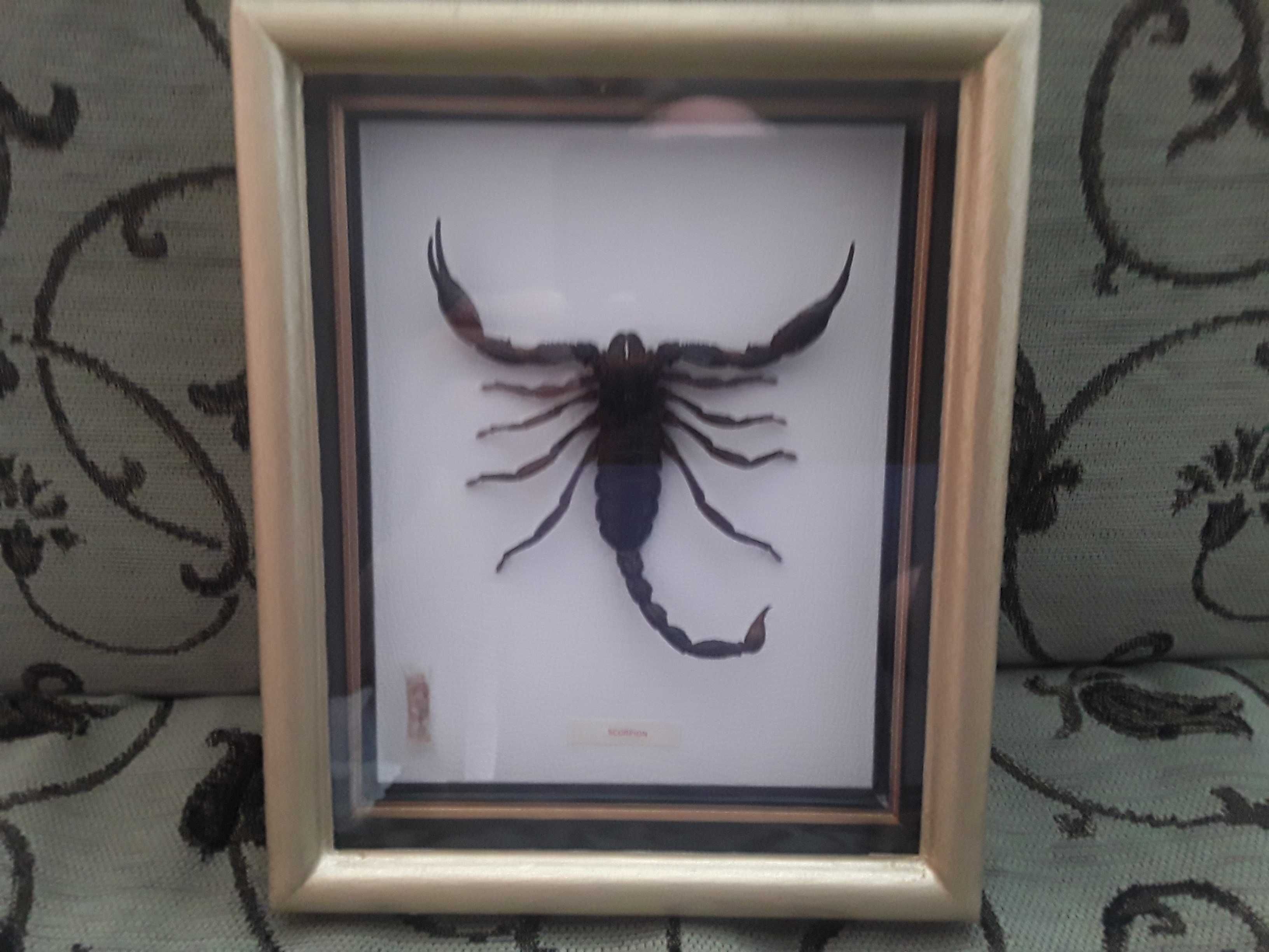 Skorpion w pięknej gablocie !