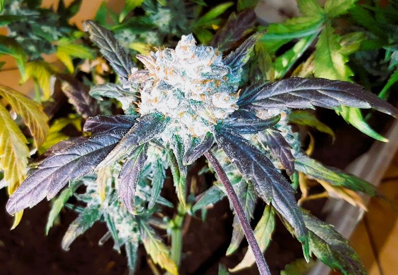 Marihuana THC świetna