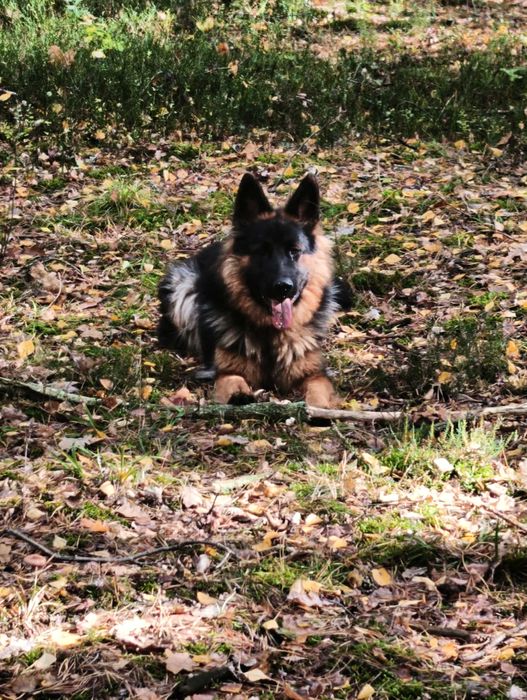 Oddam suczkę owczarka niemieckiego