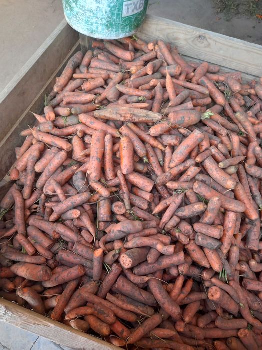 Marchew Odpadowa Gruba i Jadalna