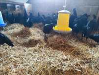 Kury/Para ayam cemani.