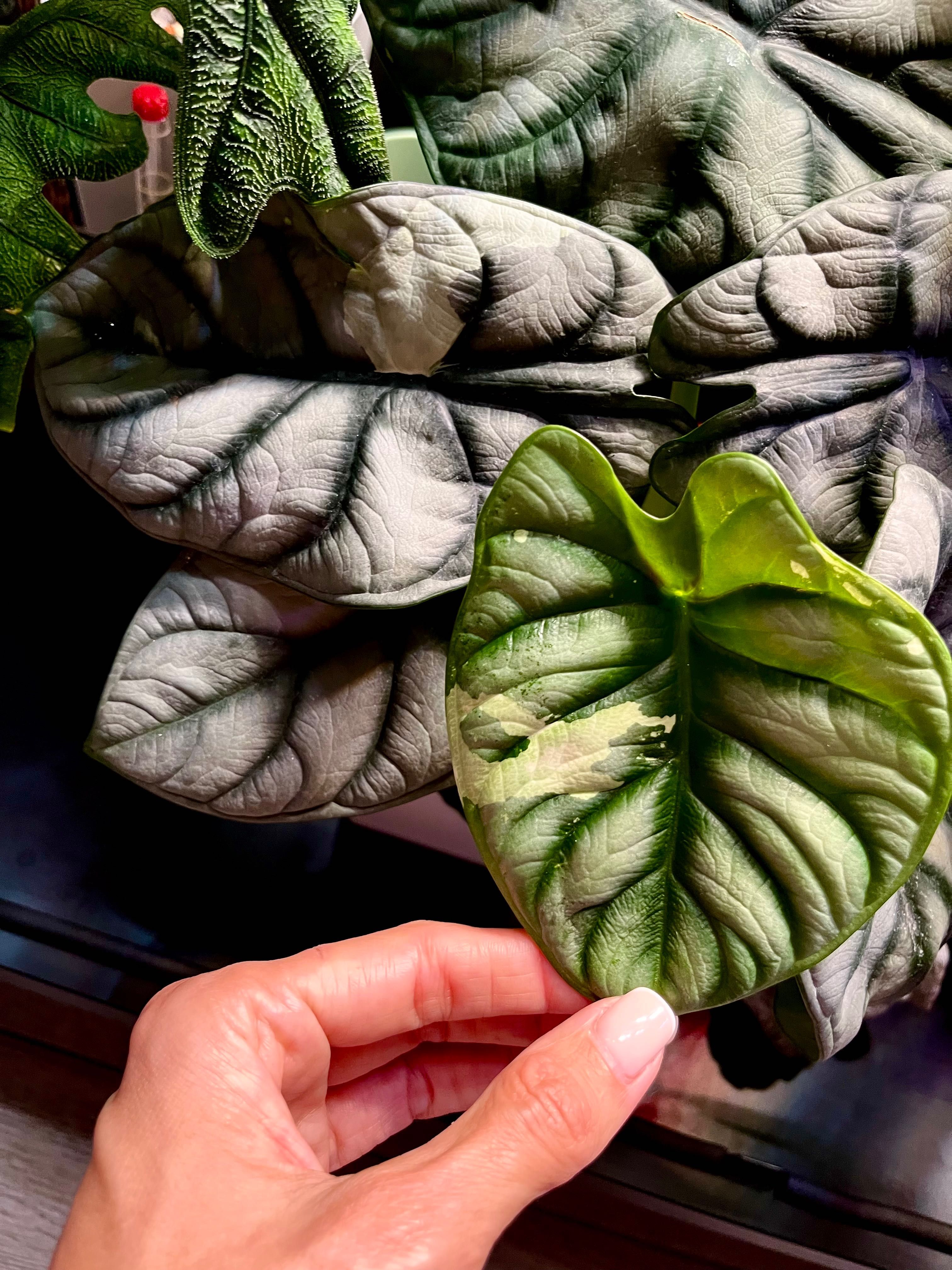 Alokazja Silver Dragon variegata hydroponika sadzonka Alocasia var