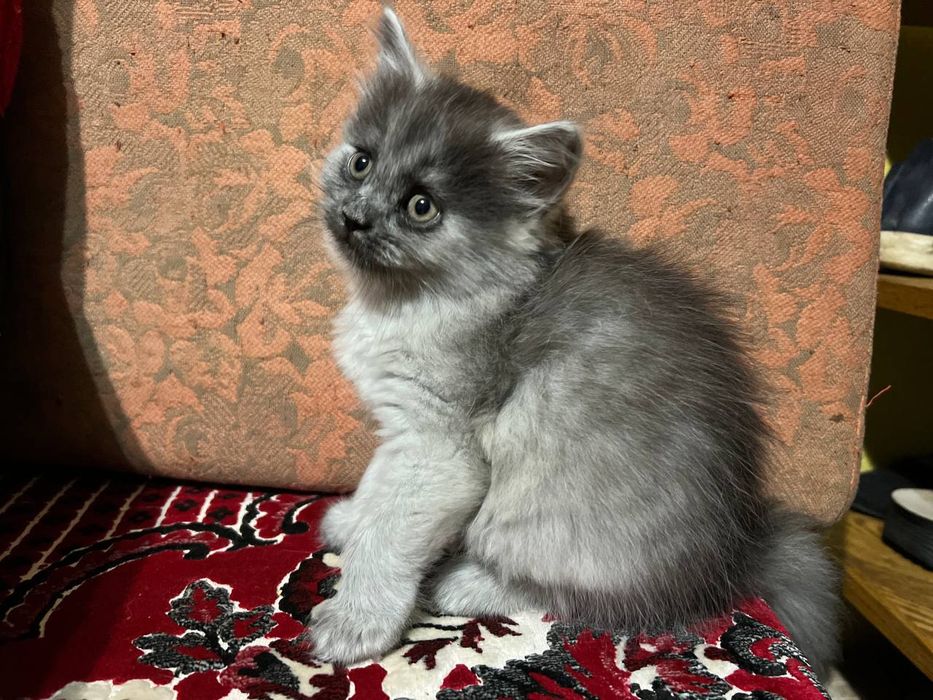 Віддамо кошенятко