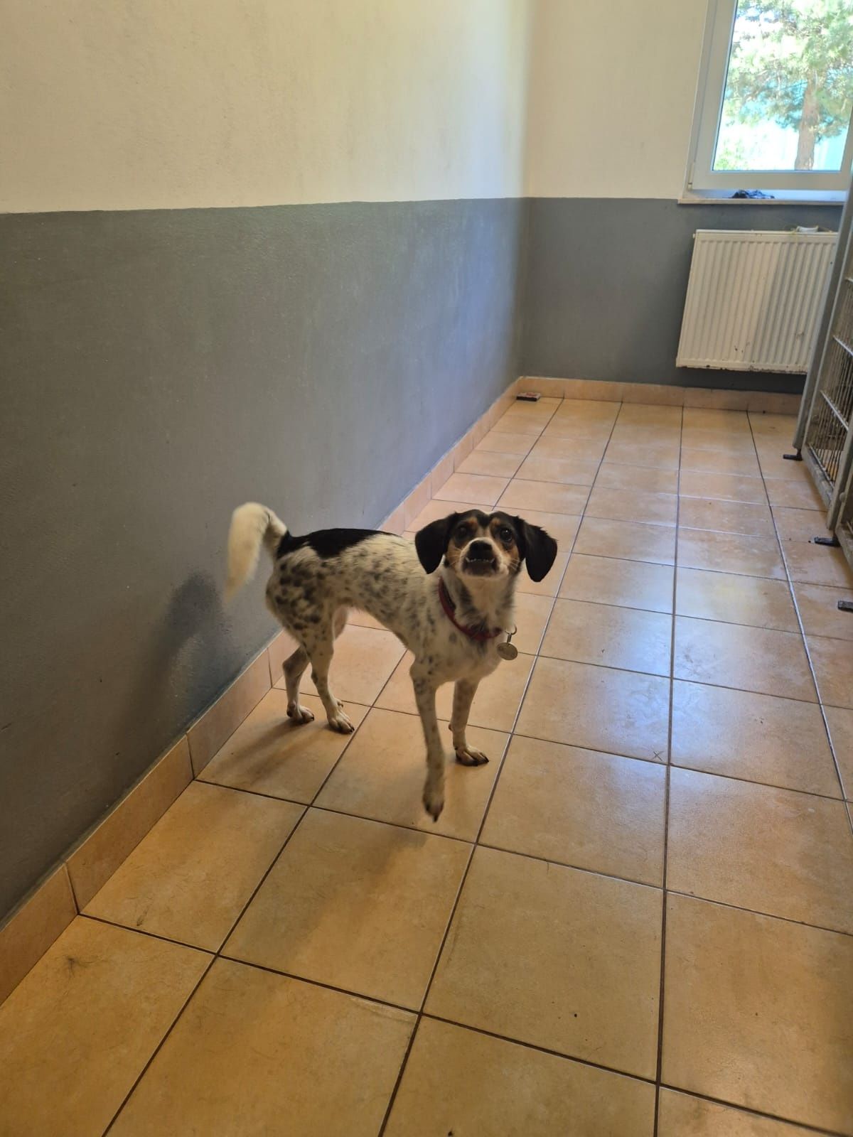 Sarenka Fredzia maluszek zniknie w schronisku. Uratuj ja! Adopcja dt