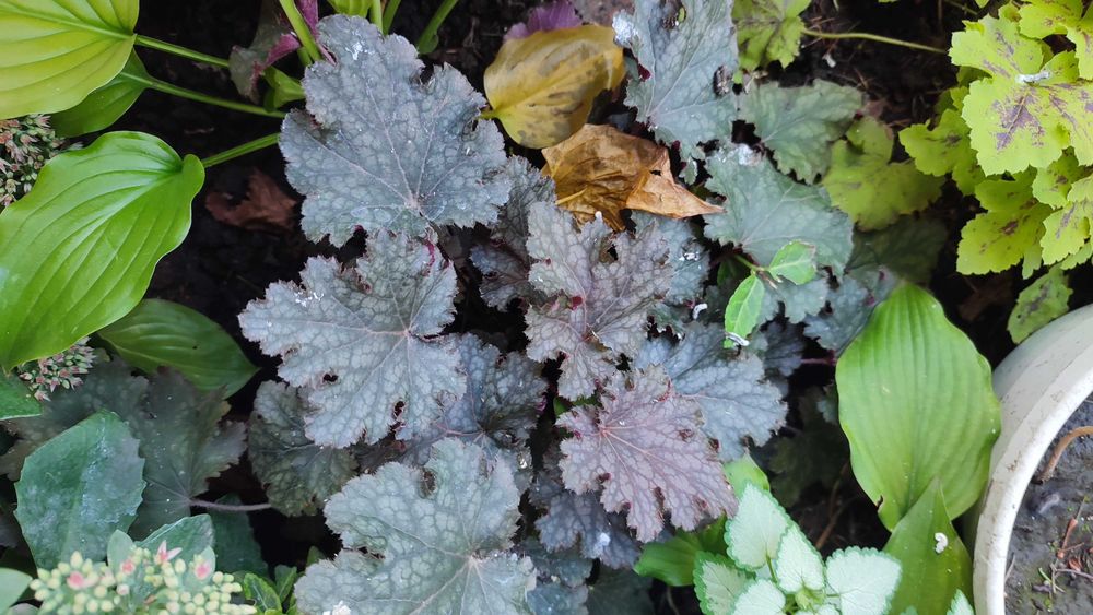 Очиток, седум, заячья капуста, молодило Хоста Гейхера ясколка