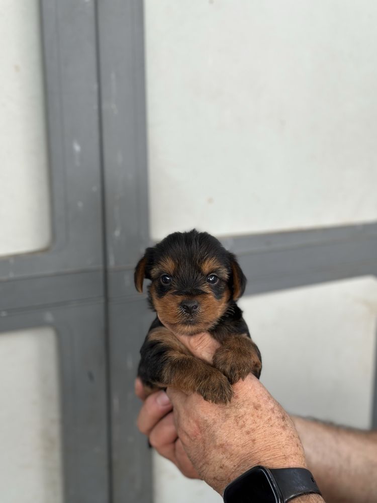 Yorkshire Terrier
