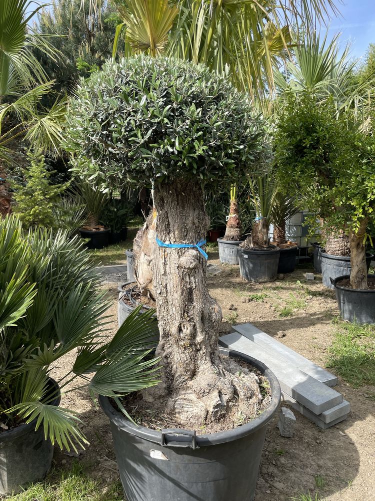 Drzewa oliwne olea europaea