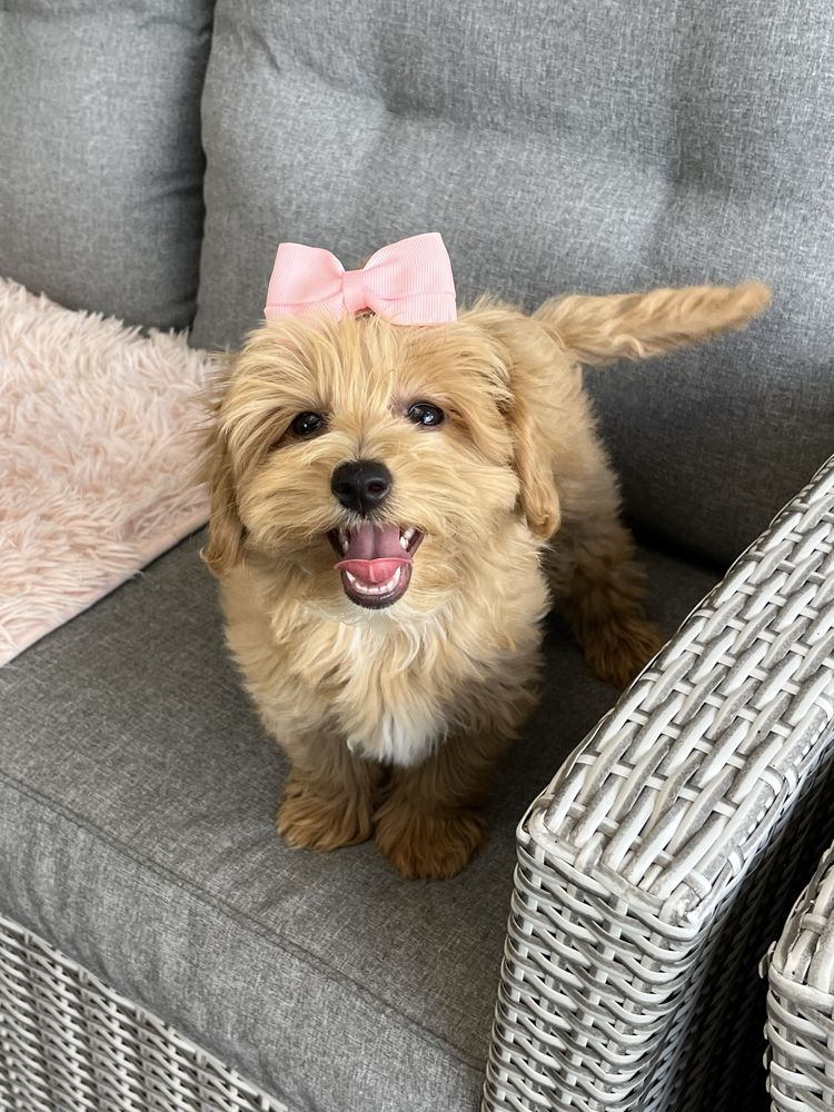 Suczka maltipoo do odbioru