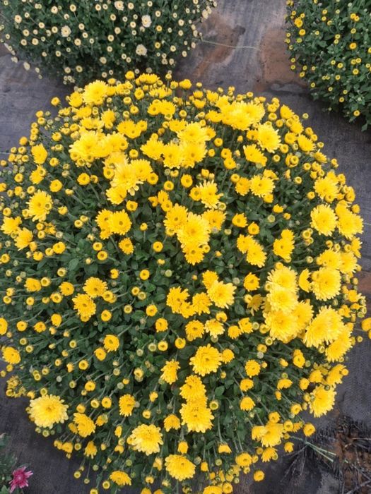 Chryzantemy drobnokwoatowe