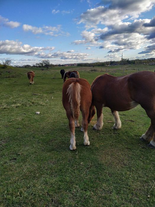 Sprzedam Ogierka sokólskiego