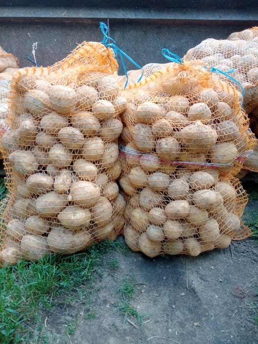 Ziemniaki jadalne Michalina , Jurek, Królowa Anna