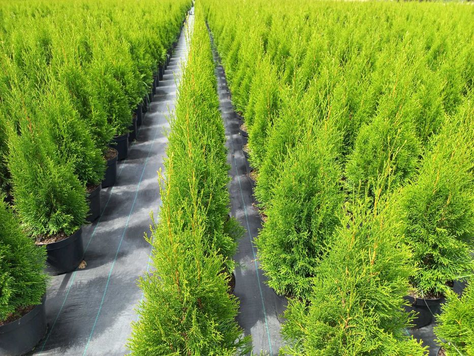 Thuja Tuja Szmaragd Thuja 100-110 cm Doniczka 10L