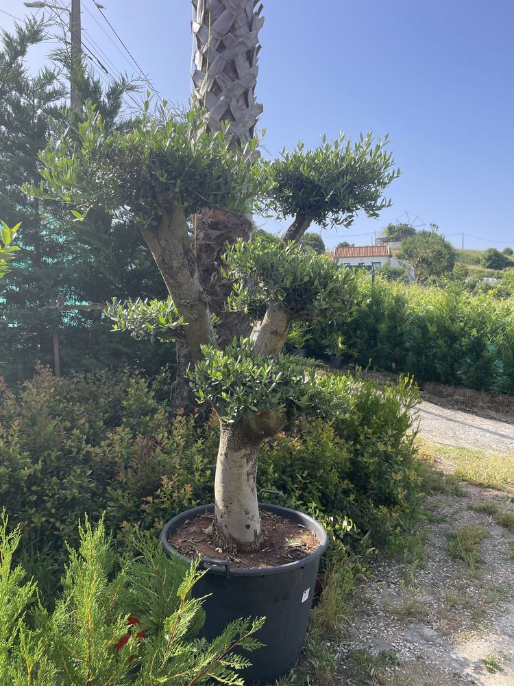 Oliveiras Bonsai em vaso
