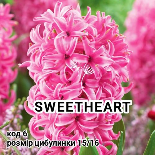 Гіацинти (цибулинки)