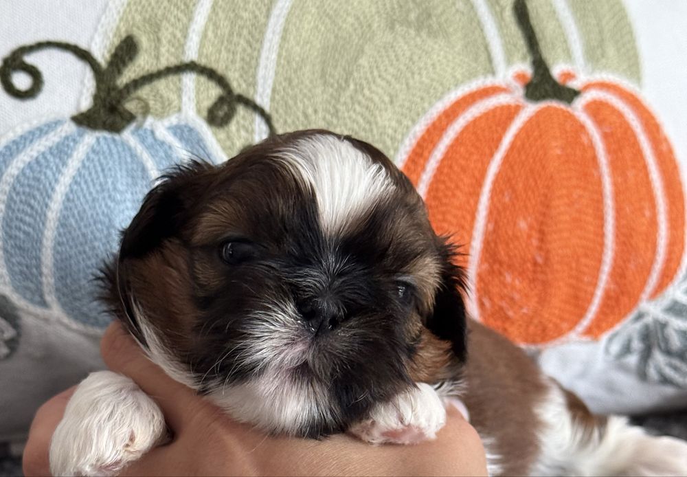 suczka szczeniaczek Shih Tzu ZKwP