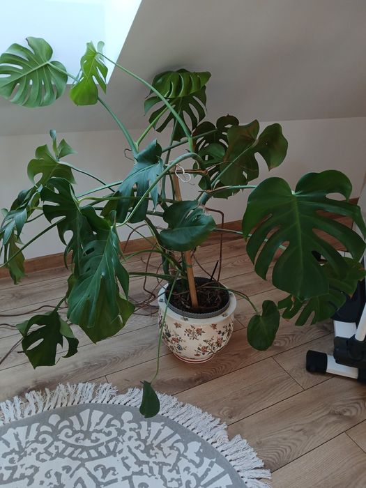 Duża roślina monstera