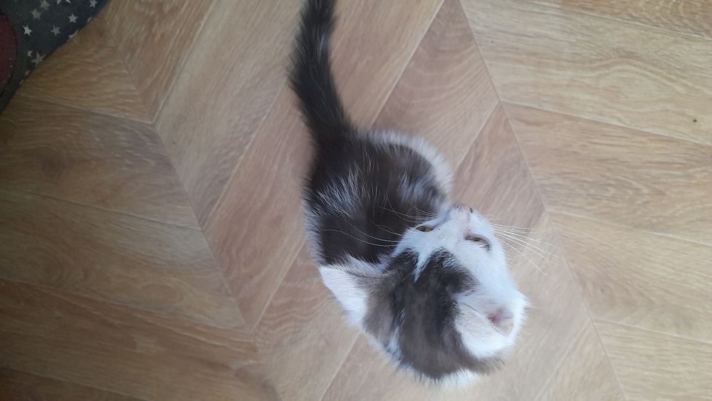 Кошеня в хороші руки