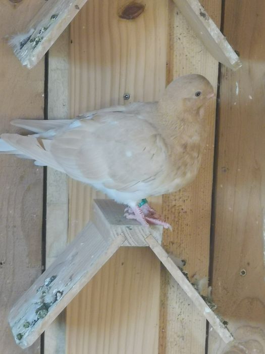 Pombo Mariolinha