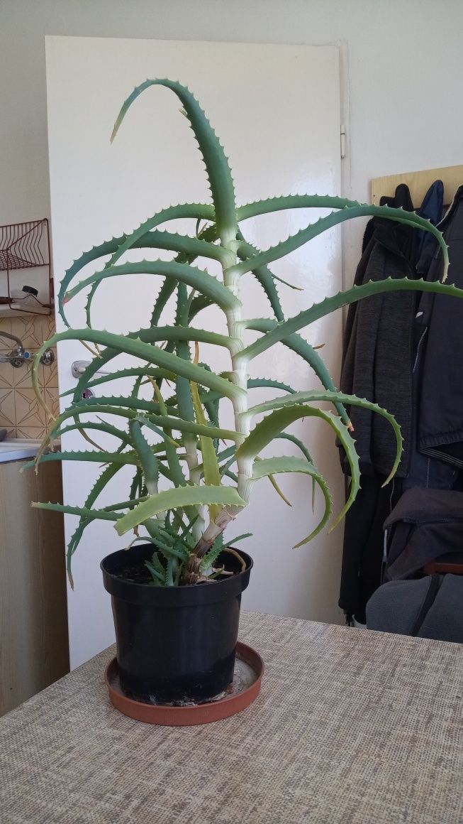 Aloes w doniczce domowy młody prywatna hodowla 60cm wysokości