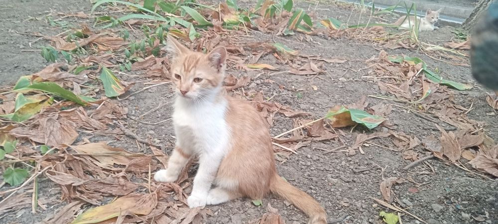 Віддам кошенят в добрі руки