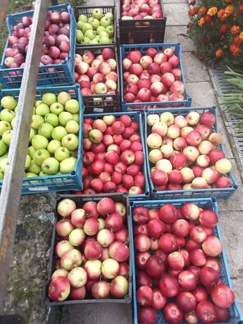 Продаються яблука