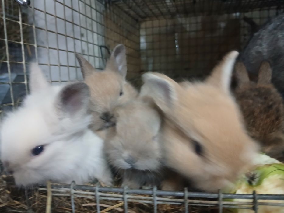 Sprzedam kroliki miniatury