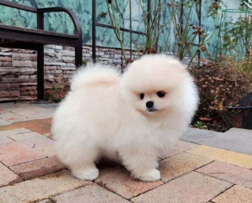 Мальчики мини шпицы