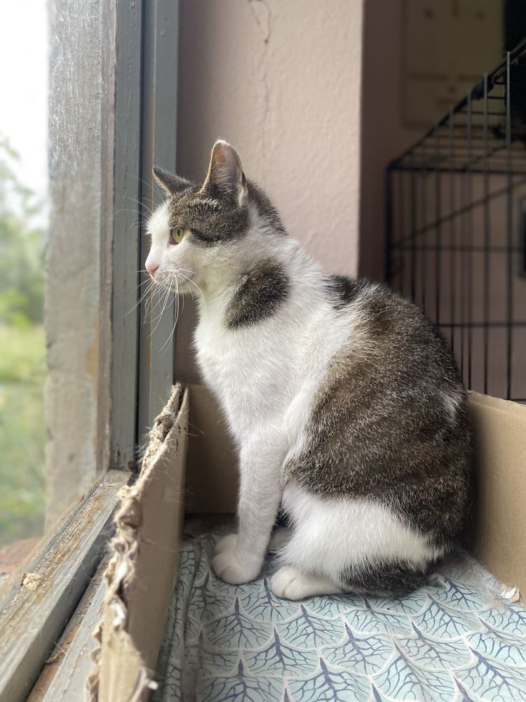 Kotka Czesiulka z Felv szuka domku - adoptuj