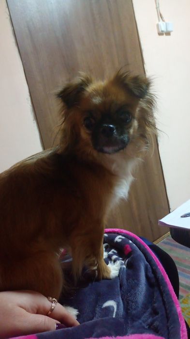 Віддам собаку у добрі руки