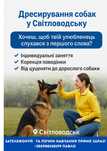 Дресирування собак у Світловодську