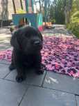 Labrador Retriever ZKwP FCI szczeniak