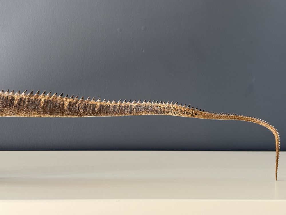 Diplodocus (diplodok) - Eofauna