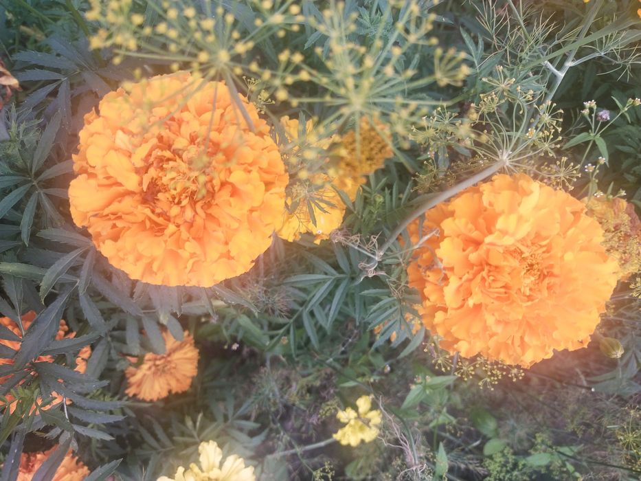 Aksamitka wysoka, nasiona