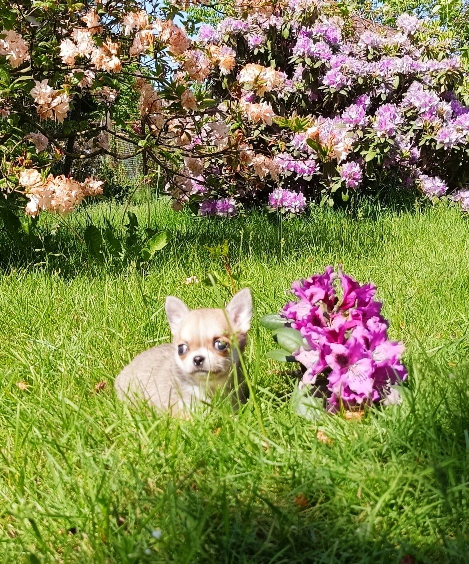 Chihuahua sunia mini