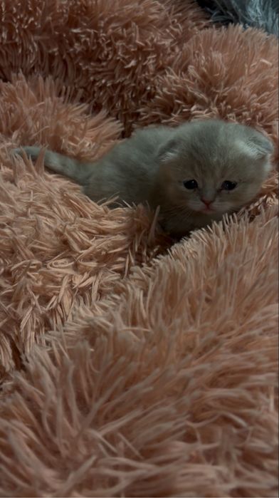 Неймовірно милі шотландські кошенята шукають свої люблячі родини